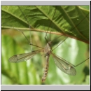 Tipula sp - Schnake 04b.jpg